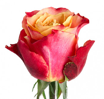 Розы сорта 3D оптом из Эквадора