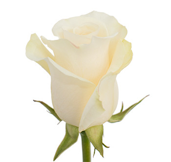 Розы сорта ALBA оптом из Эквадора