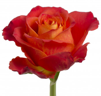 Розы сорта Atomic оптом из Эквадора