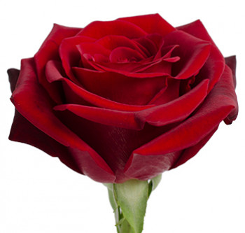 Розы сорта Black Magic оптом из Эквадора