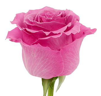Розы сорта Breathless оптом из Эквадора