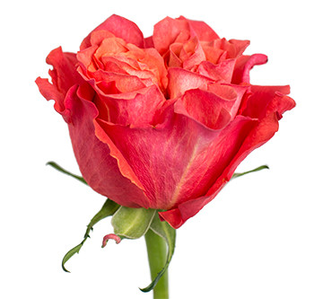 Оптовые поставки розы сорта Carabella из Эквадора