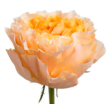 Заказать оптом розы сорта Caraluna из Эквадора