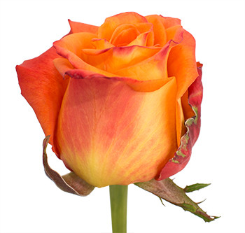 Оптовые поставки розы сорта Careless Whisper из Эквадора