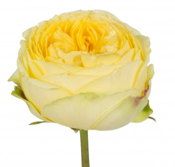 Роза сорта Catalina оптом из Эквадора