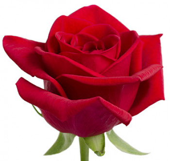 Розы сорта Cherry Love оптом из Эквадора