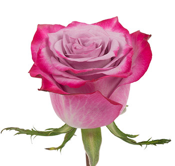 Оптовые поставки розы сорта Deep Purple из Эквадора