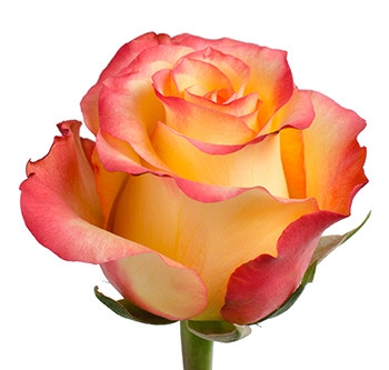 Розы сорта Encanto оптом из Эквадора