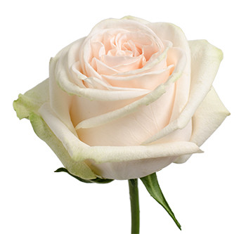 Розы сорта Garden Spirit оптом из Эквадора