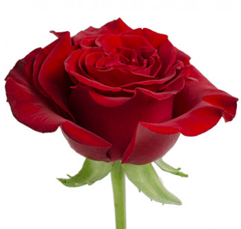 Заказать розы сорта Hearts оптом из Эквадора