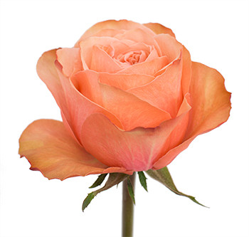 Розы сорта Kahala оптом из Эквадора