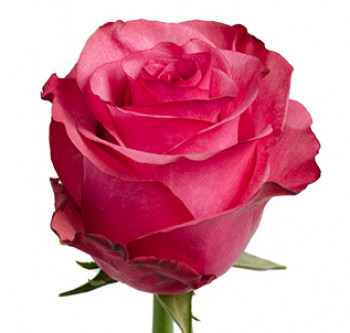 Розы сорта Lola оптом из Эквадора
