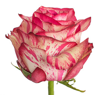 Розы сорта Magic Times оптом из Эквадора