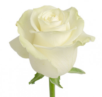 Розы сорта Mondial оптом из Эквадора