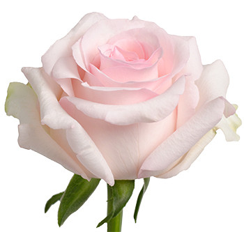 Розы сорт Nena оптом из Эквадора