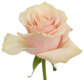 Розы сорта Pink Mondial оптом из Эквадора