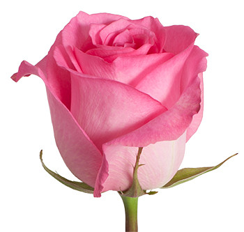 Розы сорт Priceless оптом из Эквадора