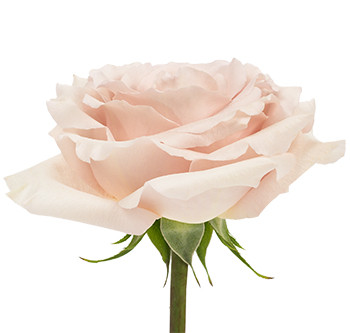 Заказать оптом розы сорта Quicksand из Эквадора