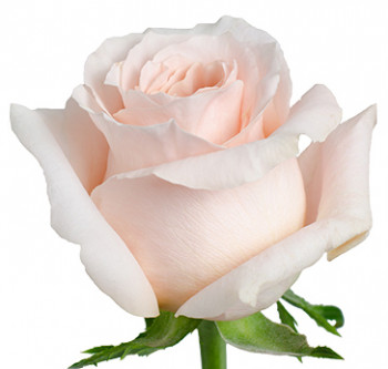 Розы сорта Shimmer оптом из Эквадора