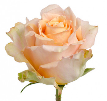 Розы сорт Shukrani оптом из Эквадора