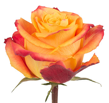 Розы сорта Silantoi оптом из Эквадор