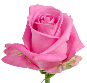 Заказать оптом розы сорта Soulmate из Эквадора