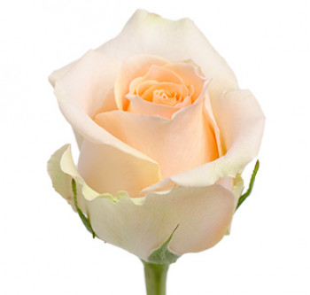 Розы сорта Tiffany оптом из Эквадора