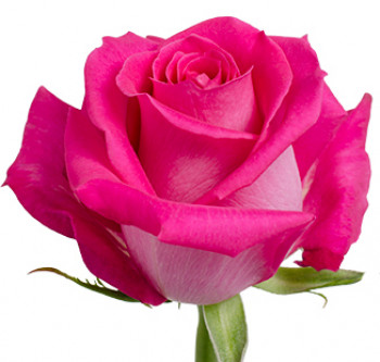 Оптовые поставки розы сорта Topaz из Эквадора