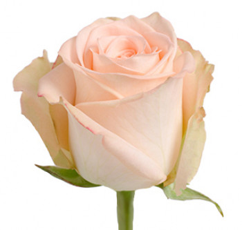 Розы сорта Versilia из Эквадора