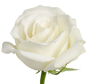 Розы сорта White Dove оптом из Эквадора