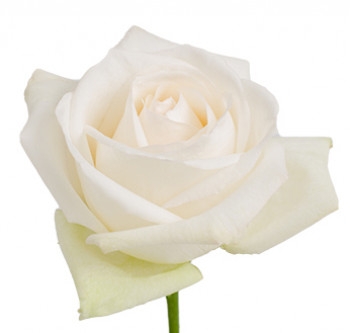 Поставки розы сорта White Ohara оптом из Эквадора