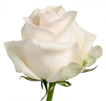 Заказать оптом розы сорта Pastella из Эквадора