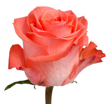Розы сорта Wow оптом из Эквадора