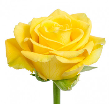 Розы сорта Yellow Bikini оптом из Эквадора