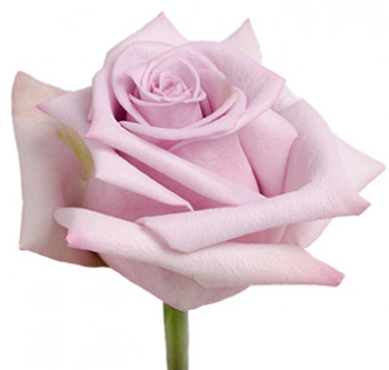 Оптовые поставки розы сорта avant из Эквадора