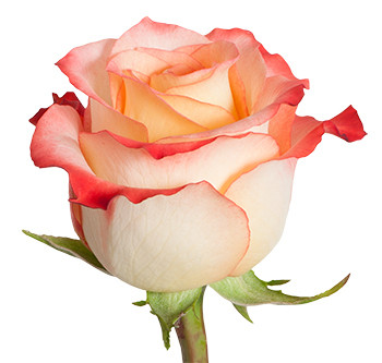 Розы сорта cabaret оптом из Эквадора