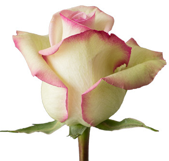 Розы сорта cezanne оптом из Эквадора