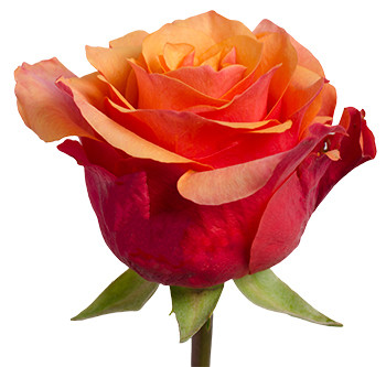 Розы сорта espana оптом из Эквадора