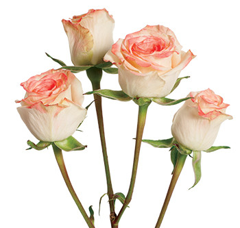 розы сорта Antara оптом из Эквадора