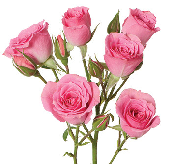 розы сорта Classic Lydia оптом из Эквадора