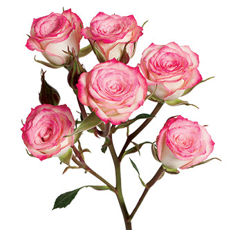 Кустовая роза сорта Electra оптом из Эквадора