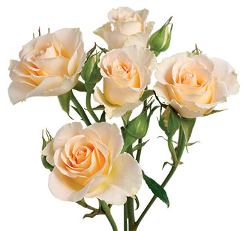 розы сорта Girlie Folies оптом из Эквадора