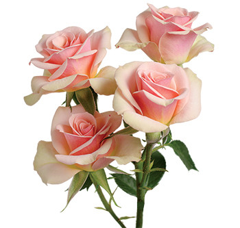 розы сорта Ilse оптом из Эквадора