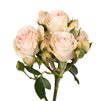 розы сорта Irischka оптом из Эквадора