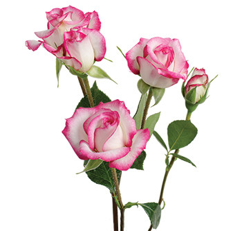 поставки кустовой розы сорта La Minuette оптом из Эквадора