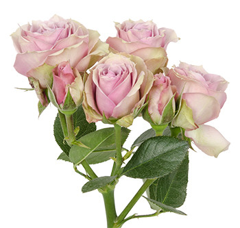 Заказать оптом розы сорта Lavender Irischka из Эквадора