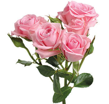розы сорта Odilia оптом из Эквадора