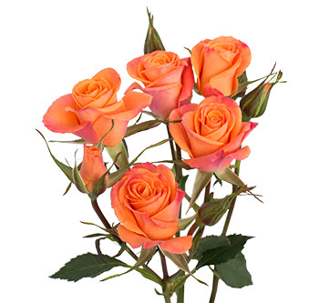 Розы сорта Orange Star оптом из Эквадора