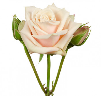 розы сорта RVR Sahara оптом из Эквадора