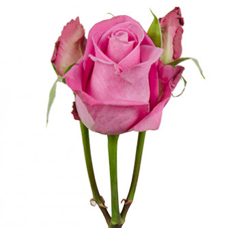 розы сорта RVR Soulmate оптом из Эквадора